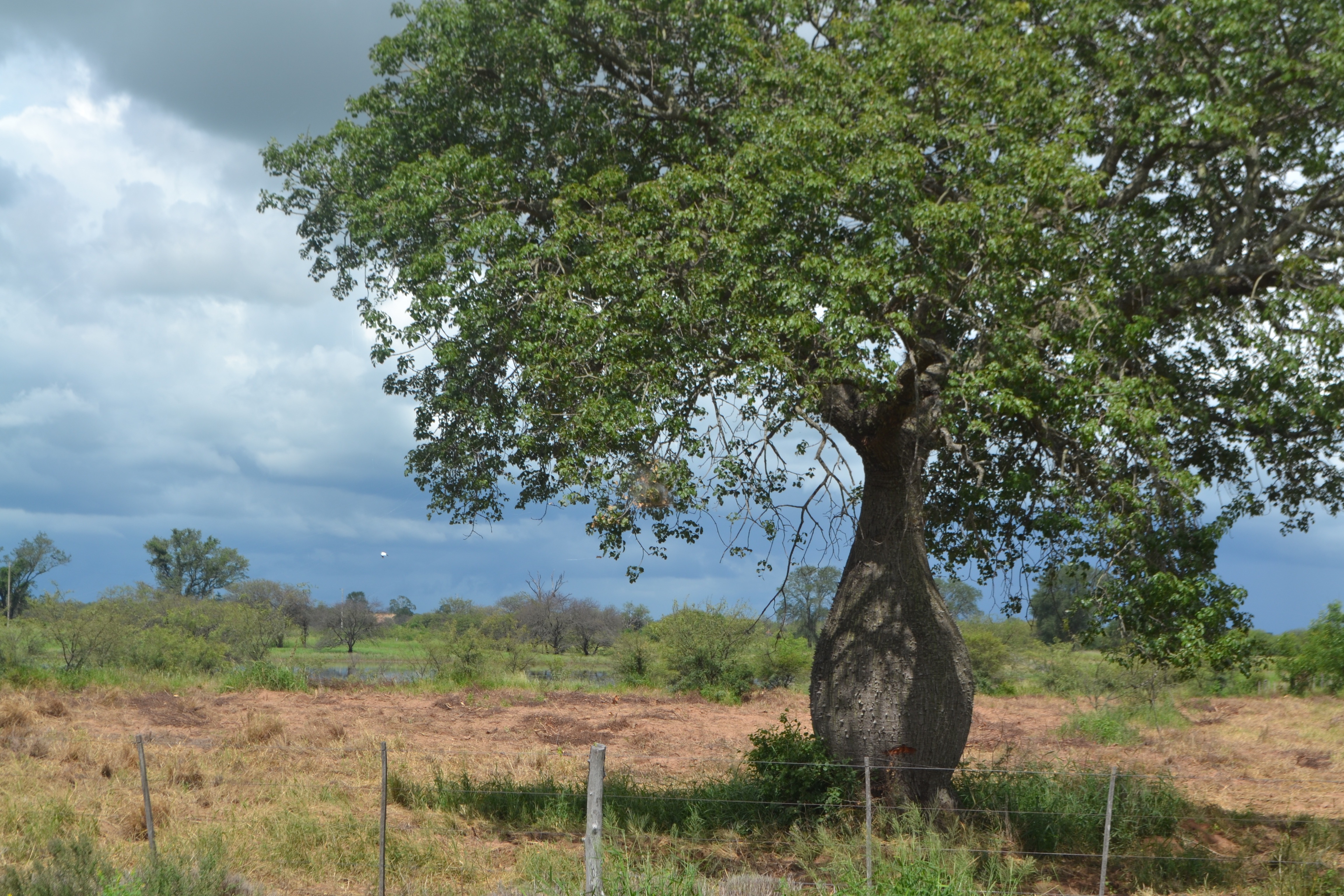 bottle tree in the Chaco region of Paraguay
