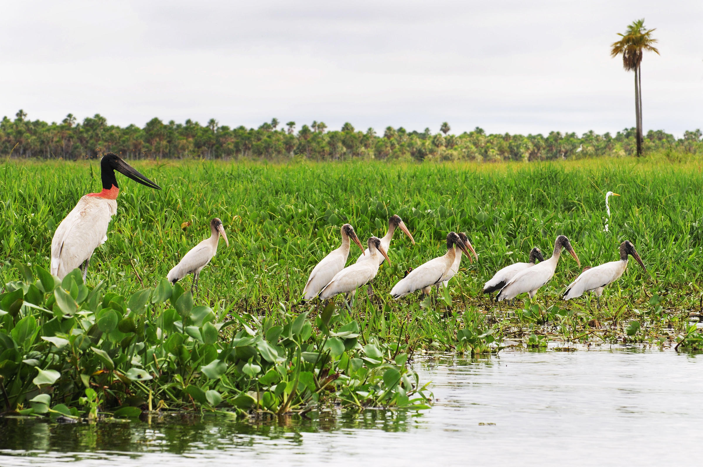 Jabiru mycteria in the Chaco