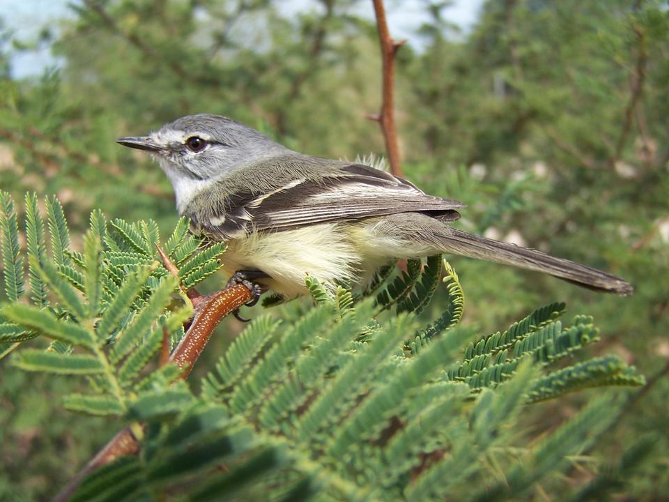 Serpophaga griseicapilla enciso