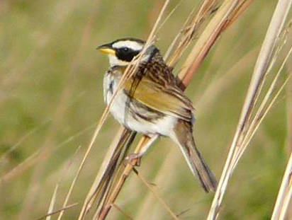 Paraguay bird tour Coryphaspiza melanotis