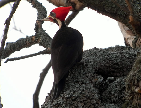 vird-tour-chaco-woodpecker