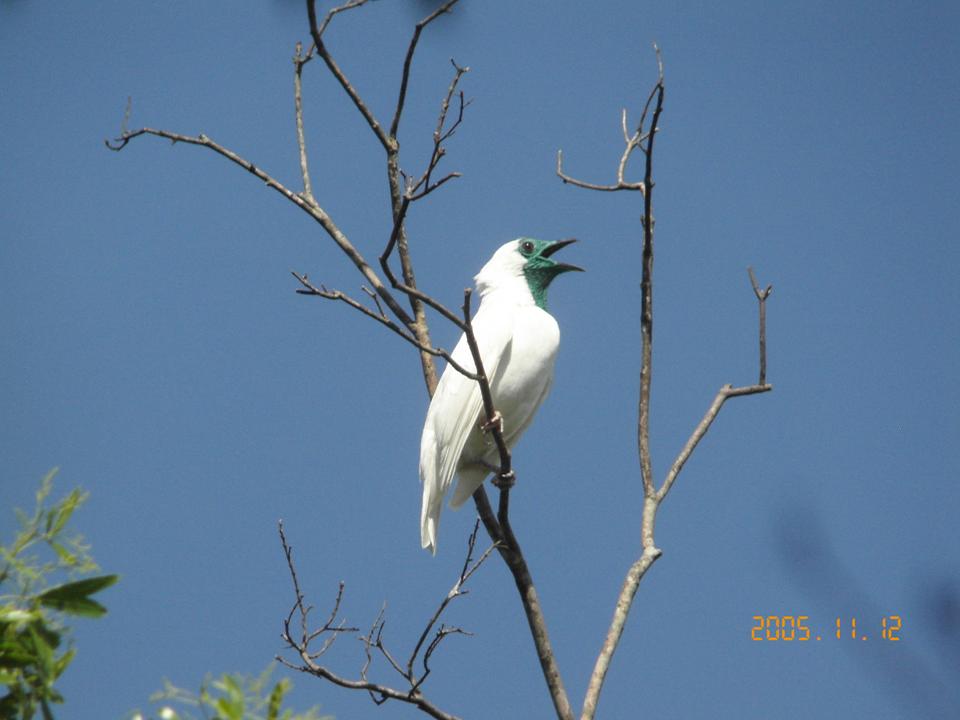 Paraguay bird tour Mburucayu