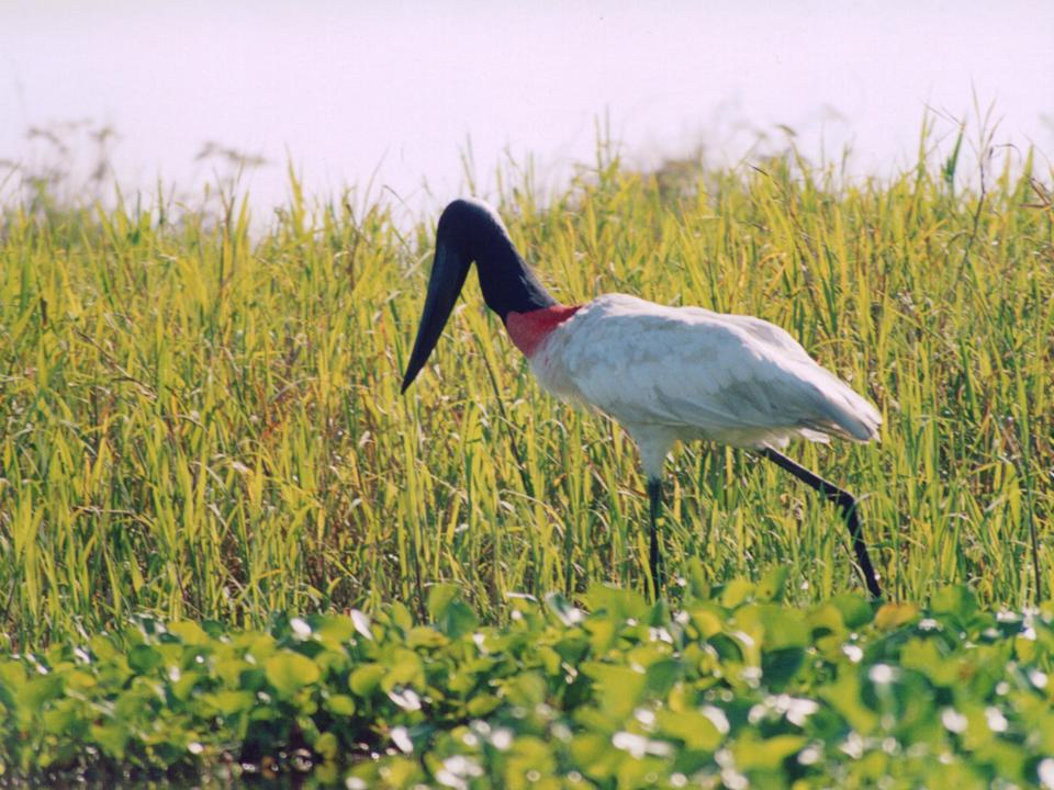 Jabiru mycteria in the Chaco