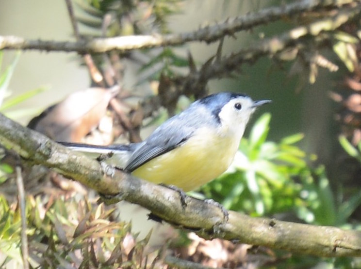 Paraguay bird tour San Rafael reserve