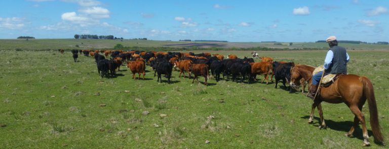 Herding cattle at an estancia in Uruguay