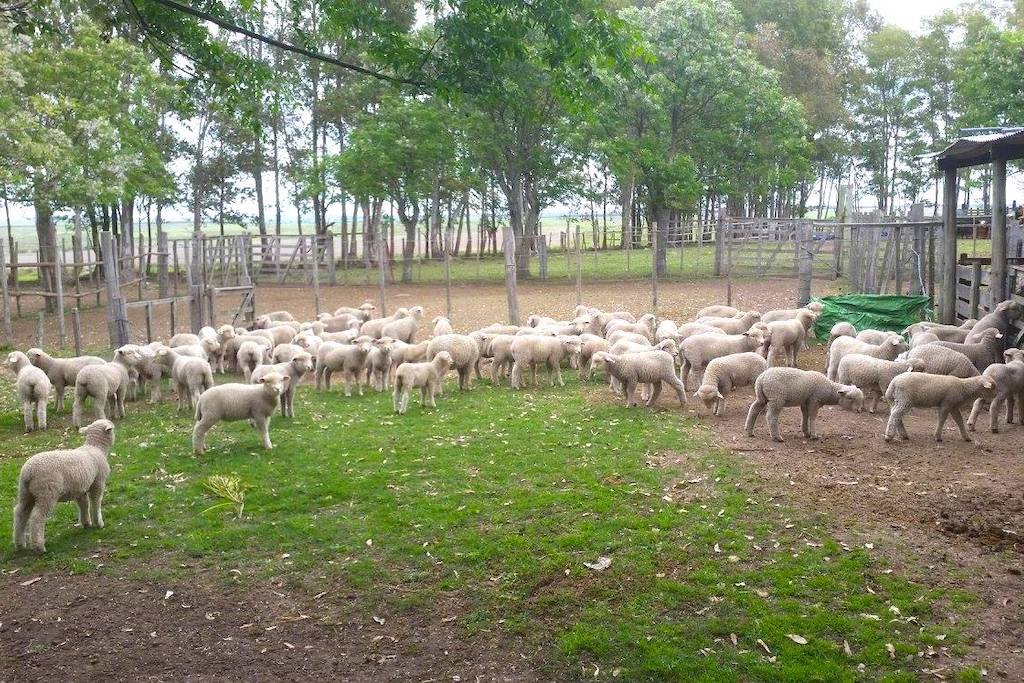 Sheep at Estancia Turistica La Amorosa