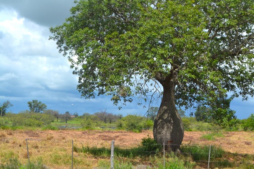 Bottle tree, Chaco Paraguay