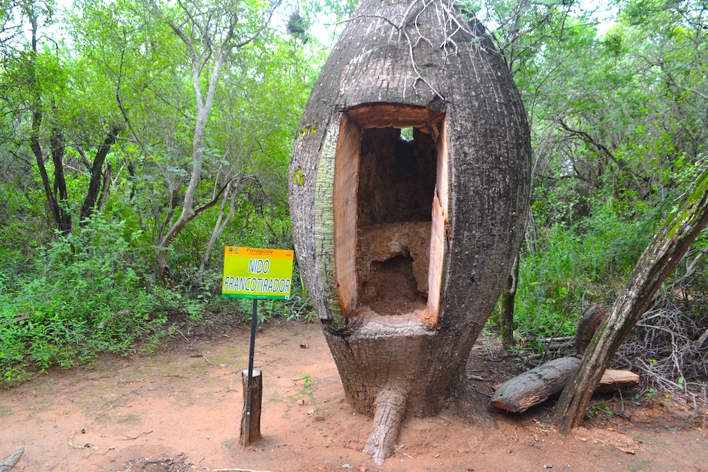 Sniper tree at Fortin Boqueron, Paraguay