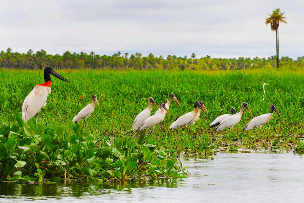 Jibaru Stork, Chaco Paraguay