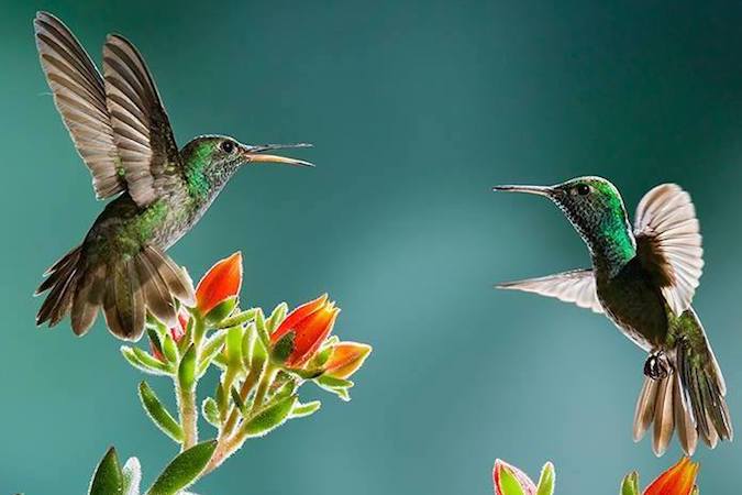 Hummingbird Garden