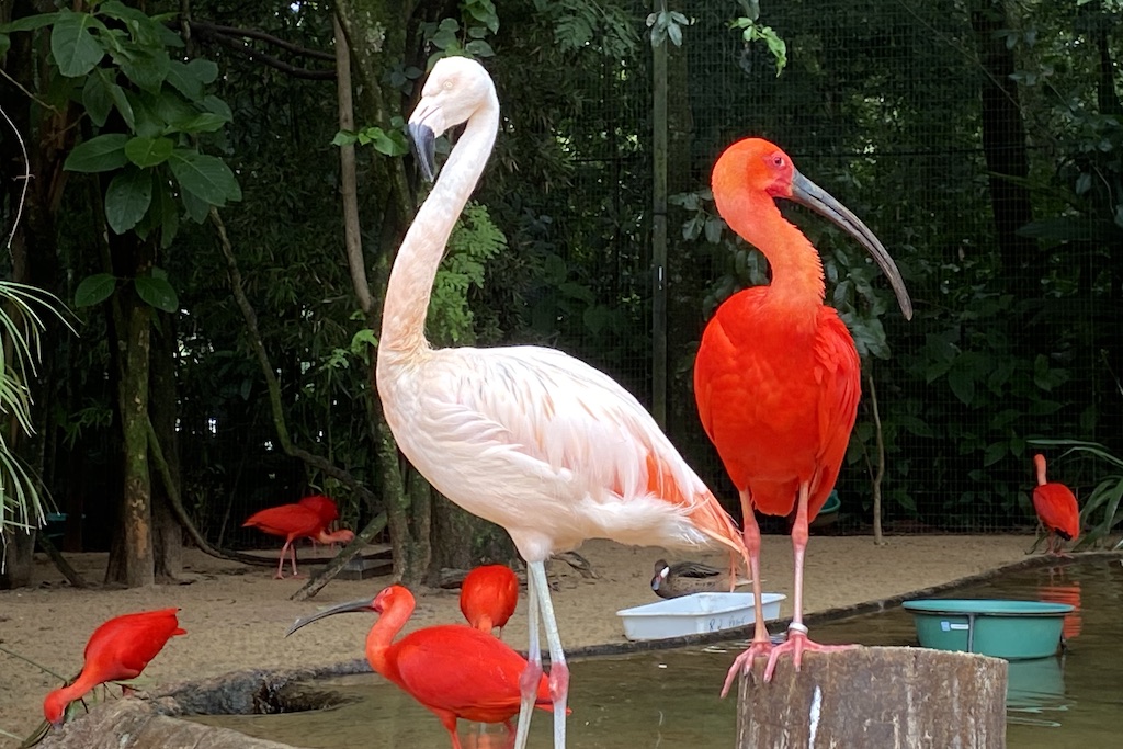 Parque das Aves Bird Park