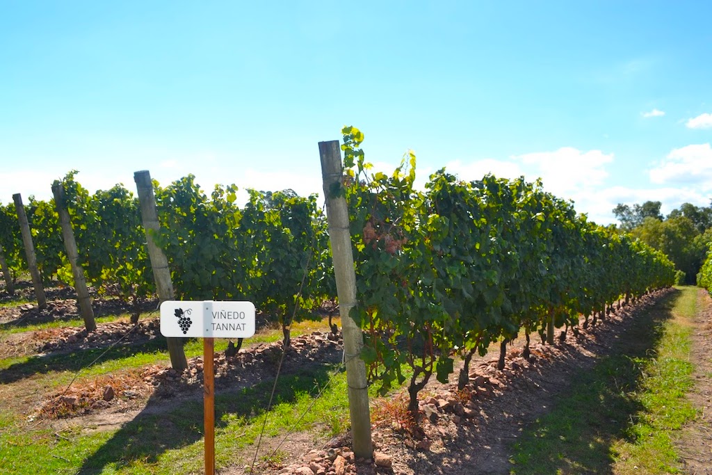 Tannat grapes in vineyard at Bodega Bouza