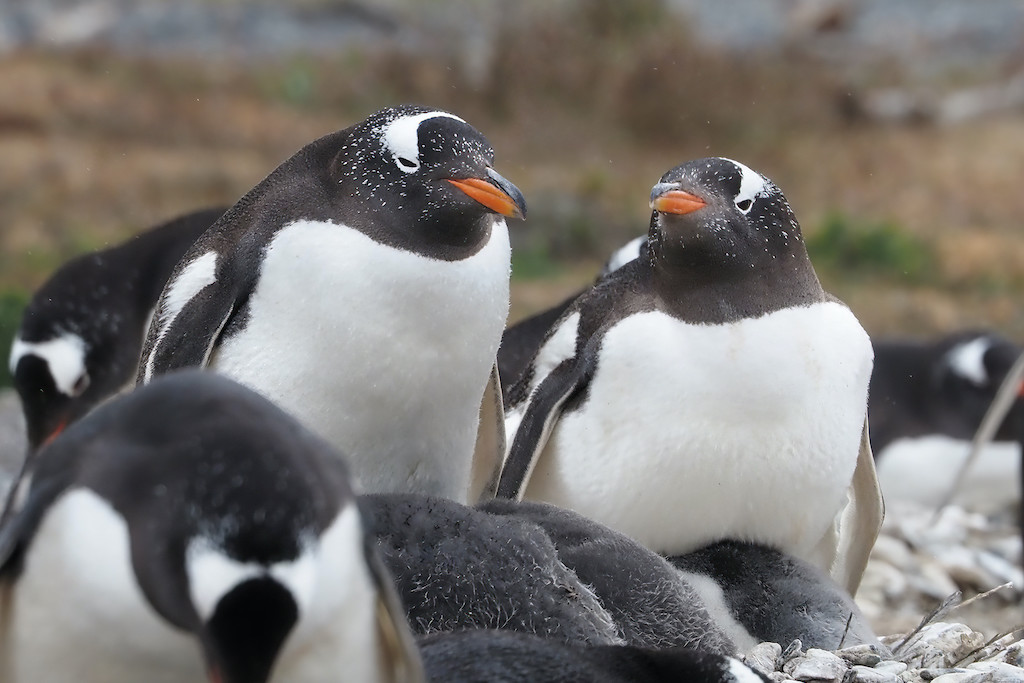 penguins