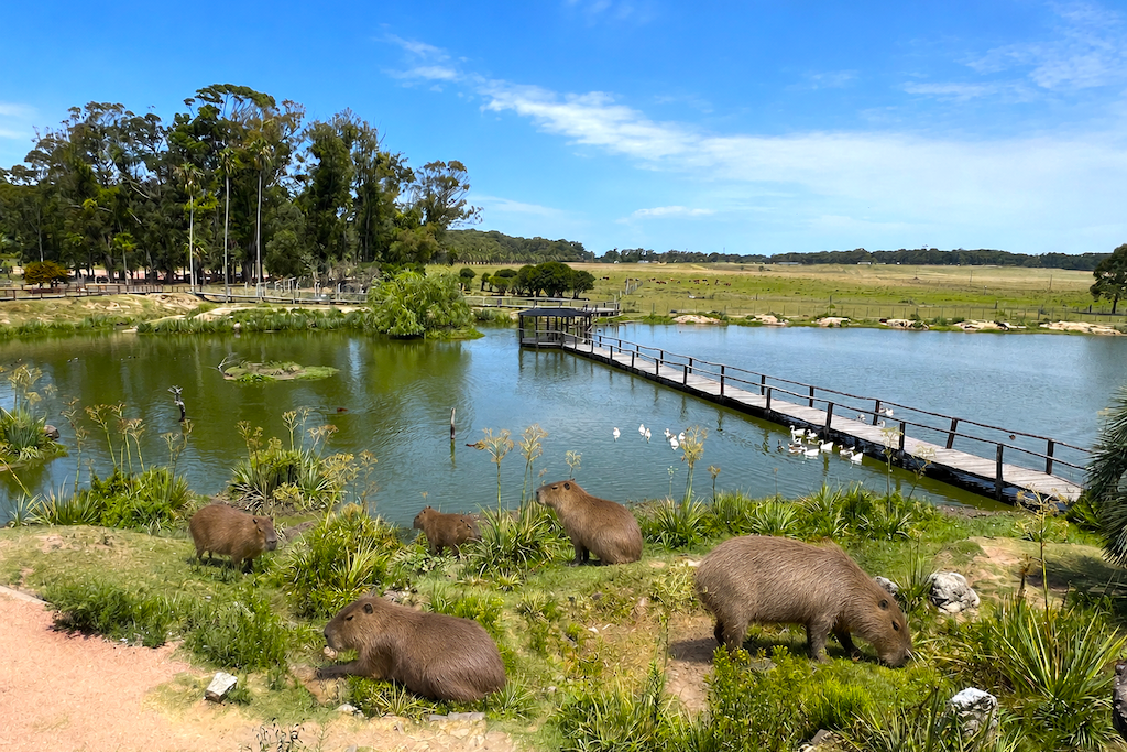 Capybara at Santa Teresa Nature Reserve