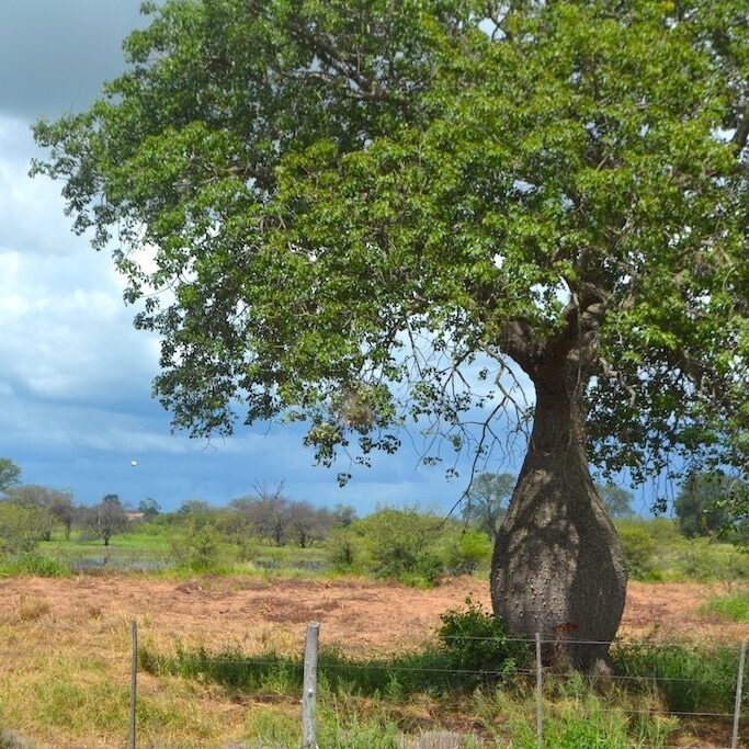 Bottle tree, Chaco Paraguay