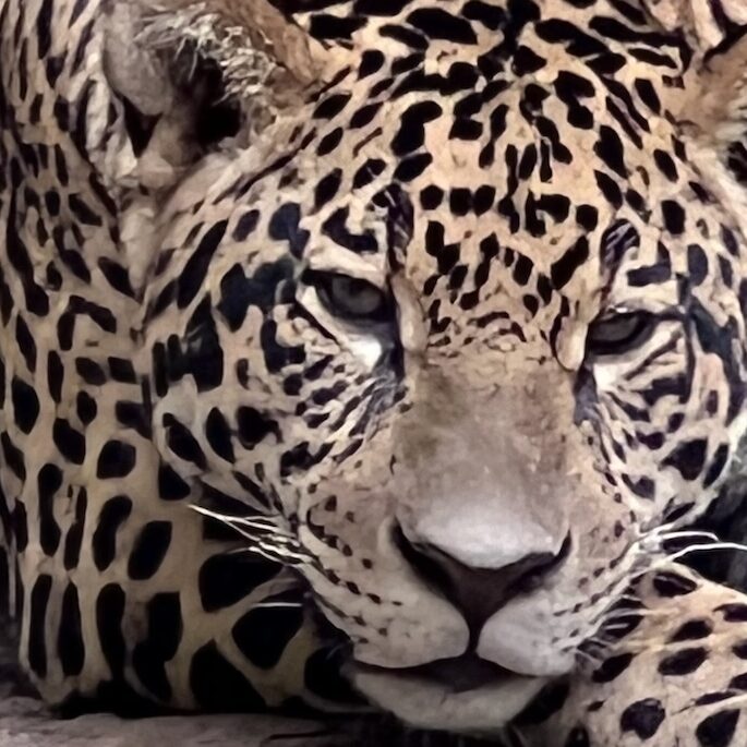 Jaguarete at Atinguy Nature Reserve