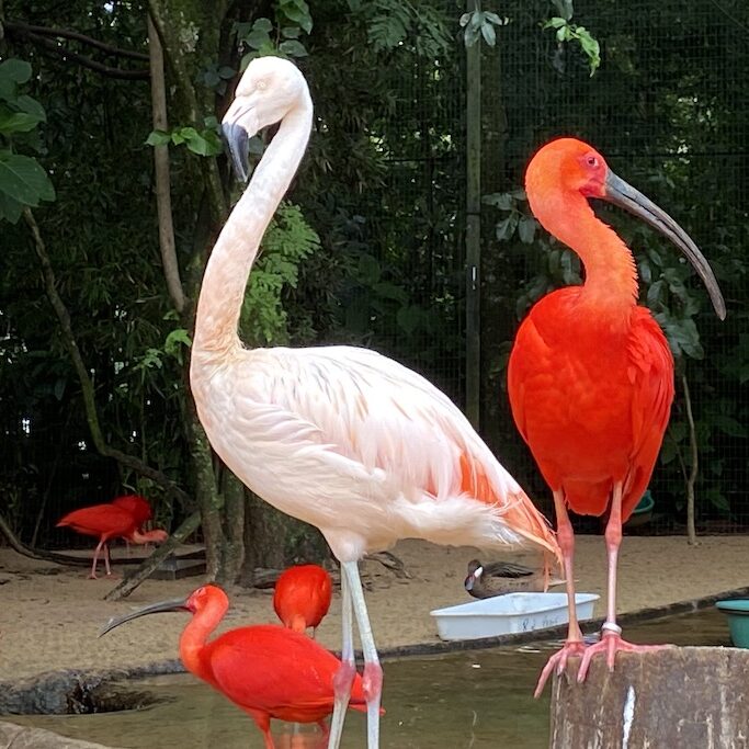 Parque das Aves Bird Park