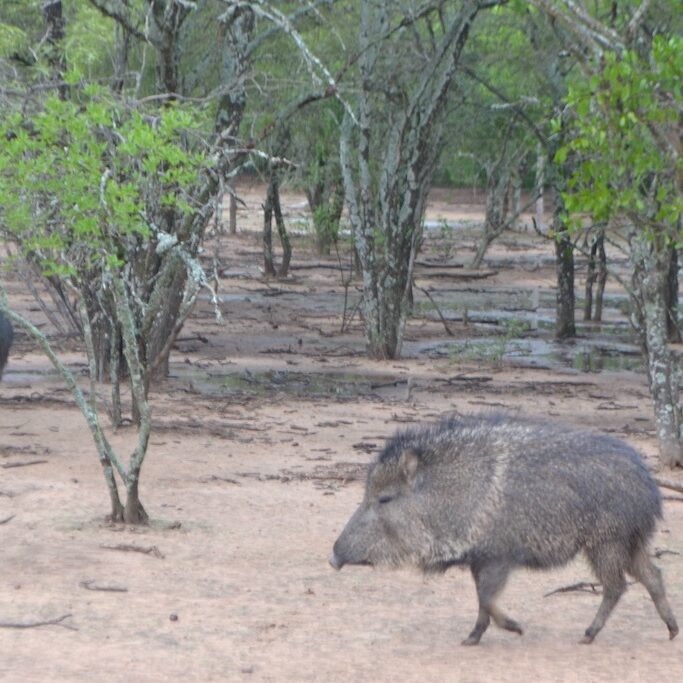 Peccary, Chaco Paraguay