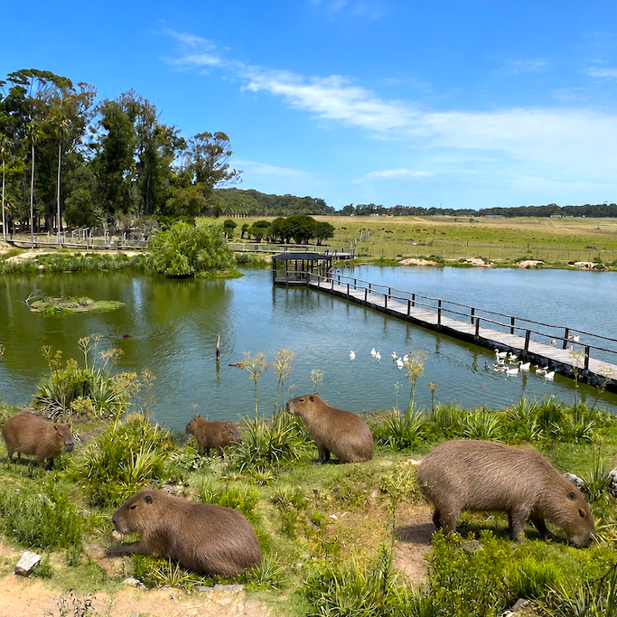 Capybara at Santa Teresa Nature Reserve